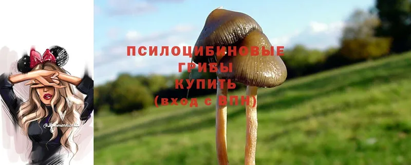 Псилоцибиновые грибы Psilocybe  купить наркотики сайты  Новоаннинский 